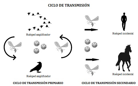 El brote de virus del Nilo en España y su relación con mosquitos y aves